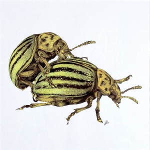 Leptinotarsa Decemlineata (le dorifere)